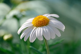 macro shot of a white daisy flower during daytime HD wallpaper