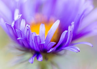 close up photo of purple cluster petaled flower, aster HD wallpaper