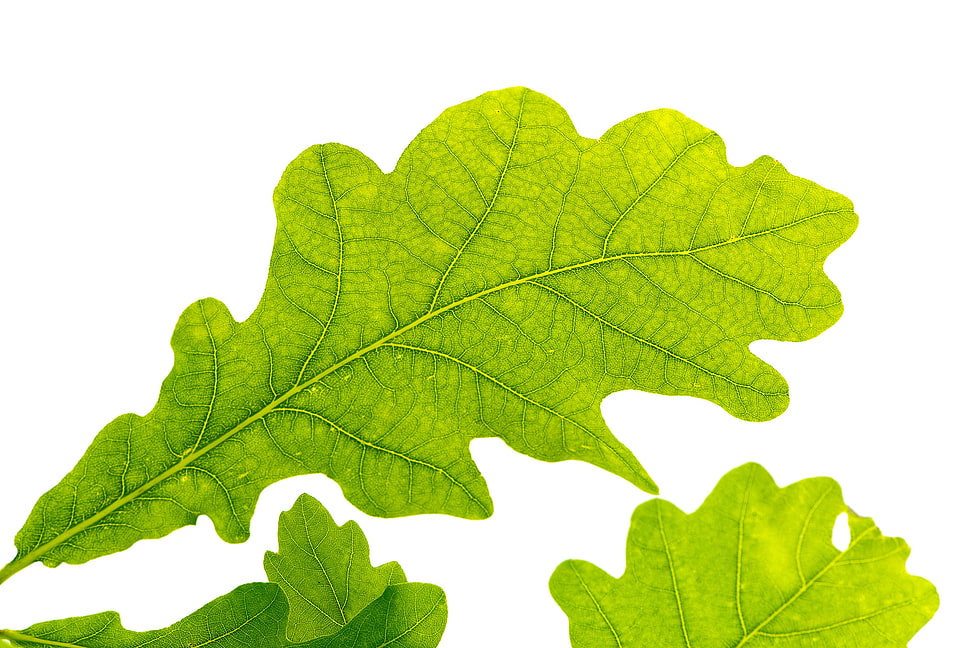 three green leaves on white surface HD wallpaper