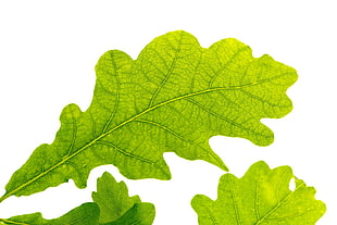 three green leaves on white surface