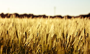 selective focus photography of brown wheat