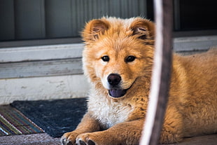adult brown chow chow
