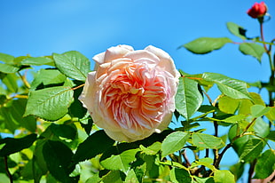 pink rose, Rose, Pink, Bush