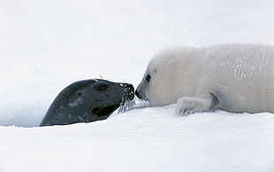 white seal looks at gray seal