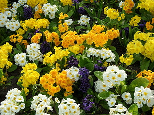 yellow and white flowers photography