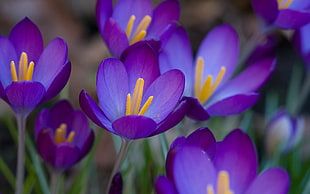 purple Crocus flowers in bloom close-up photo