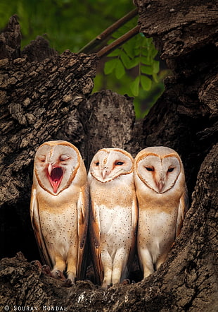 three owl photos HD wallpaper