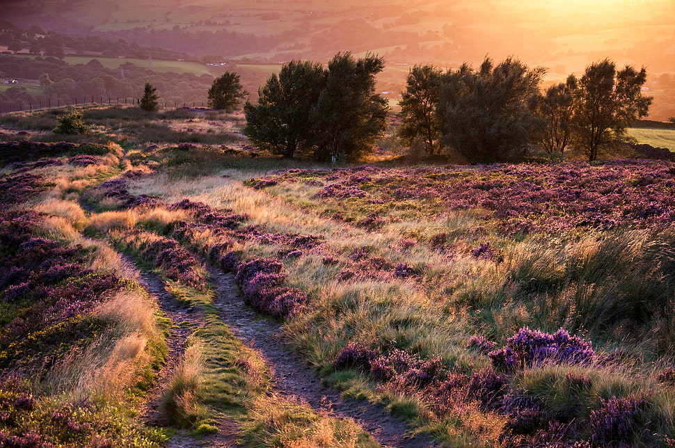 purple petal flower field during sunset HD wallpaper