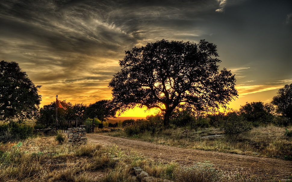 black tree, nature, trees HD wallpaper