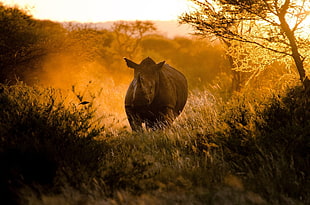 gray Rhinoceros near trees and grasses HD wallpaper
