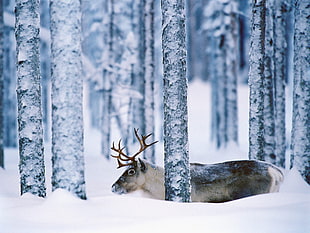gray moose, reindeer, trees, snow, animals HD wallpaper