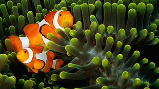 green and yellow flower painting, animals, underwater, fish, clownfish HD wallpaper