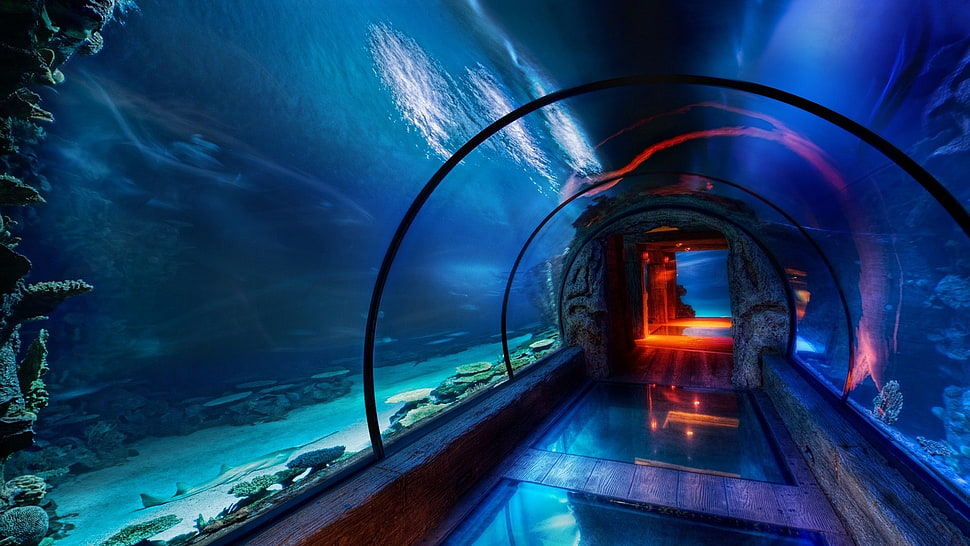 blue pathway, tunnel, underwater, blue, aquarium HD wallpaper