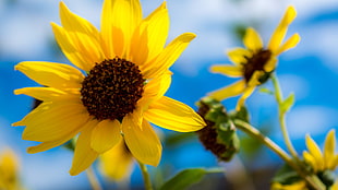 sunflower, colorful, flowers, yellow