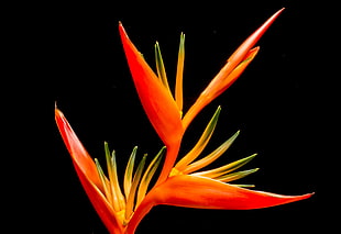 orange Bird Paradise Flowers HD wallpaper