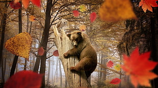 brown bear, nature, landscape, trees, leaves