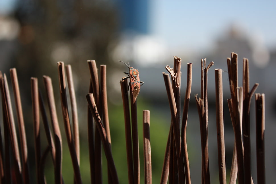 brown plant branches HD wallpaper