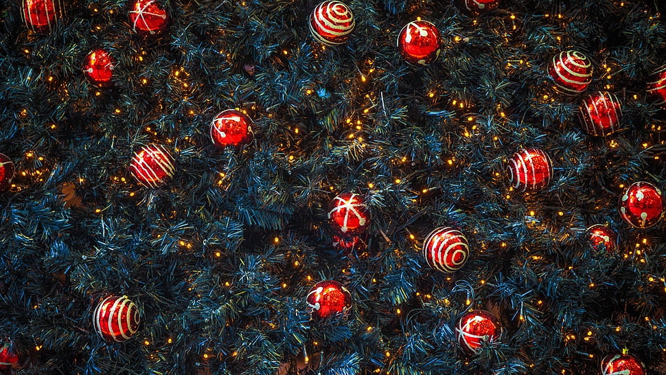 red-and-white baubles, nature, texture, trees, pine trees HD wallpaper