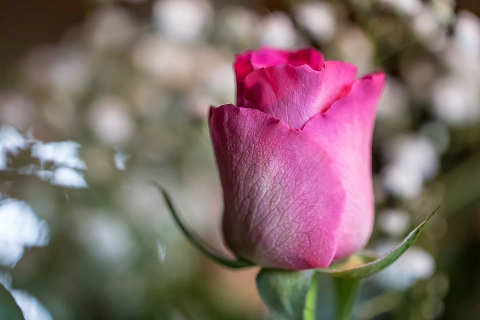 pink rose selective focus photography HD wallpaper