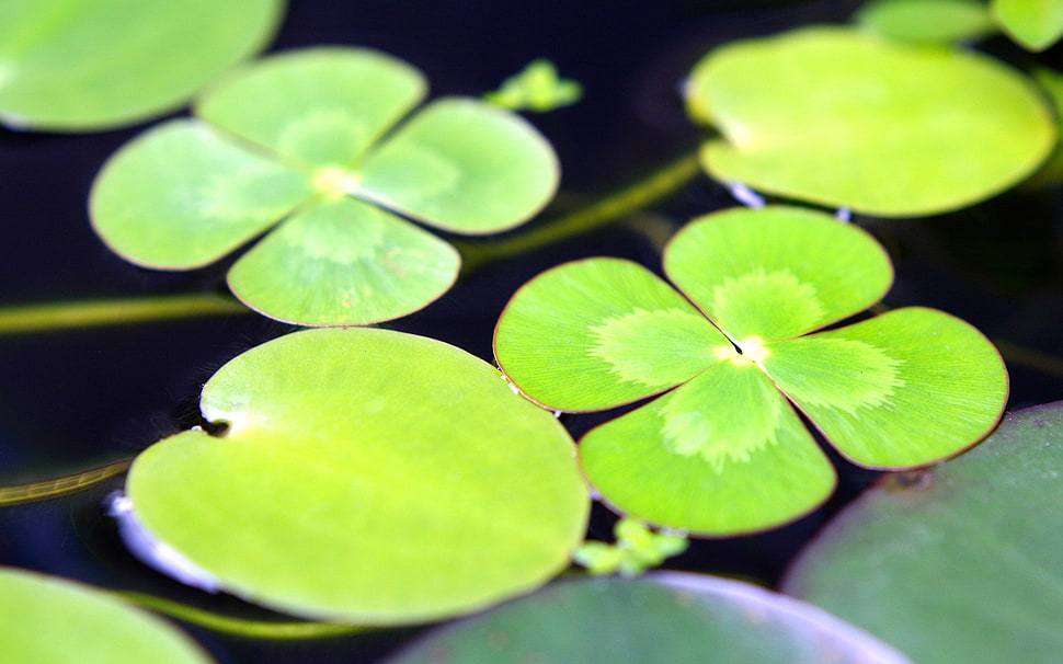 slcloseup photo of green lily leaf HD wallpaper