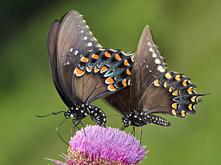 pair Spicebush Swallowtail Butterfly perched on purple petaled flower HD wallpaper