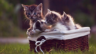 two short-fur gray and white kittens, kittens, cat, baby animals, baskets