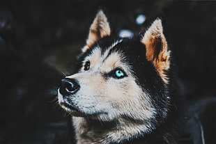 shallow focus photography of Alaskan malamute during daytime