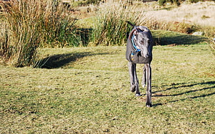 adult gray greyhound running on grassfield at day time