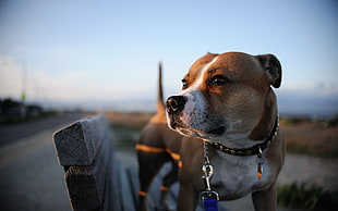 closeup photography of adult tan and white American pit bull terrier
