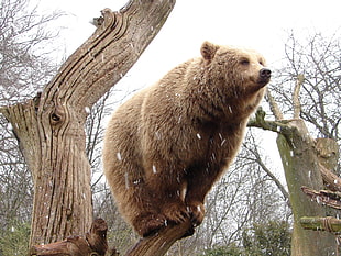 brown bear near tree trunk HD wallpaper