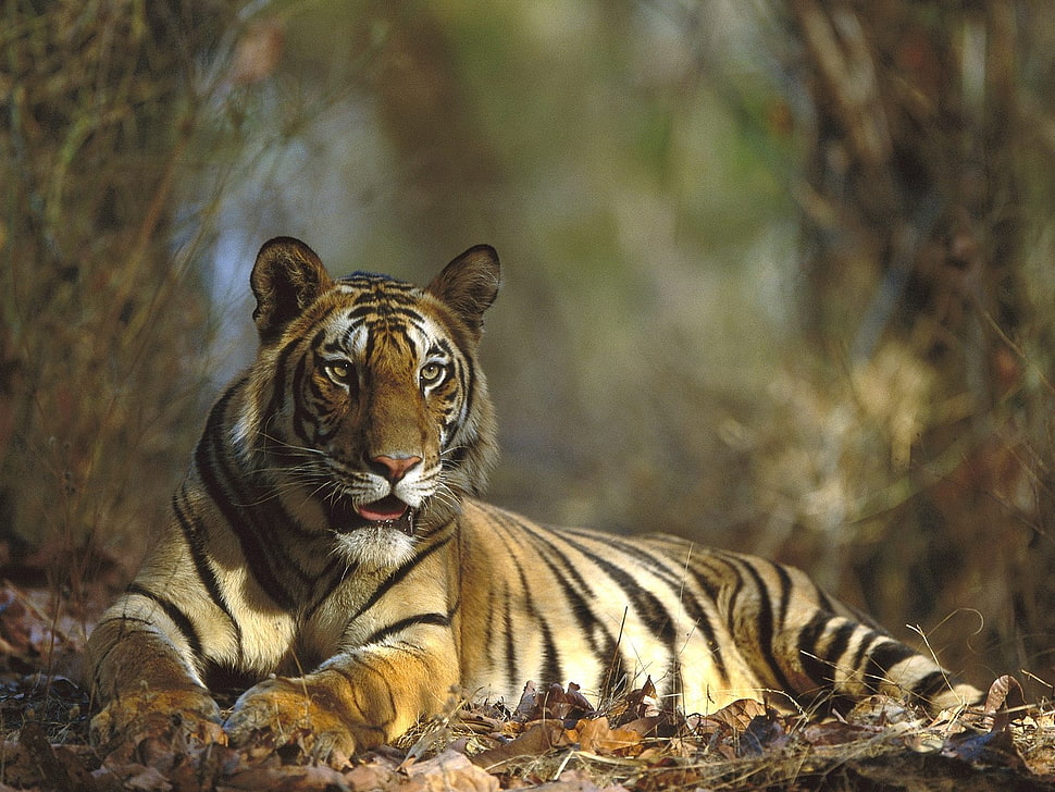 brown, black and white tiger HD wallpaper