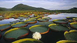 white water lily flower, nature, landscape