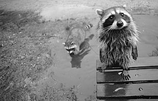 two raccoons, raccoons, monochrome, animals HD wallpaper
