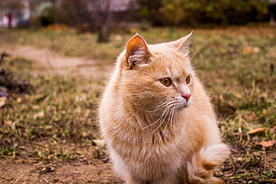 orange tabby cat, cat, animals, Russia HD wallpaper