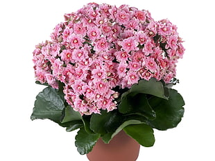 pink floral vase