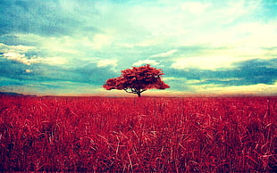 red leafed tree, trees, landscape