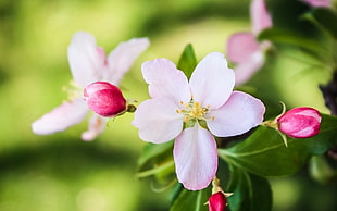 pink Cherry Blossoms HD wallpaper