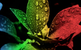 Red Green and Black Leaf Edited Focus HD wallpaper