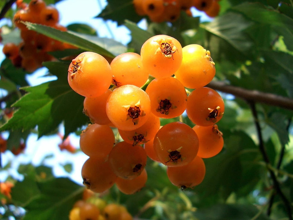 round orange fruit HD wallpaper