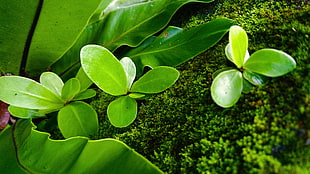 green leafed plant, nature, lotus flowers, grass HD wallpaper