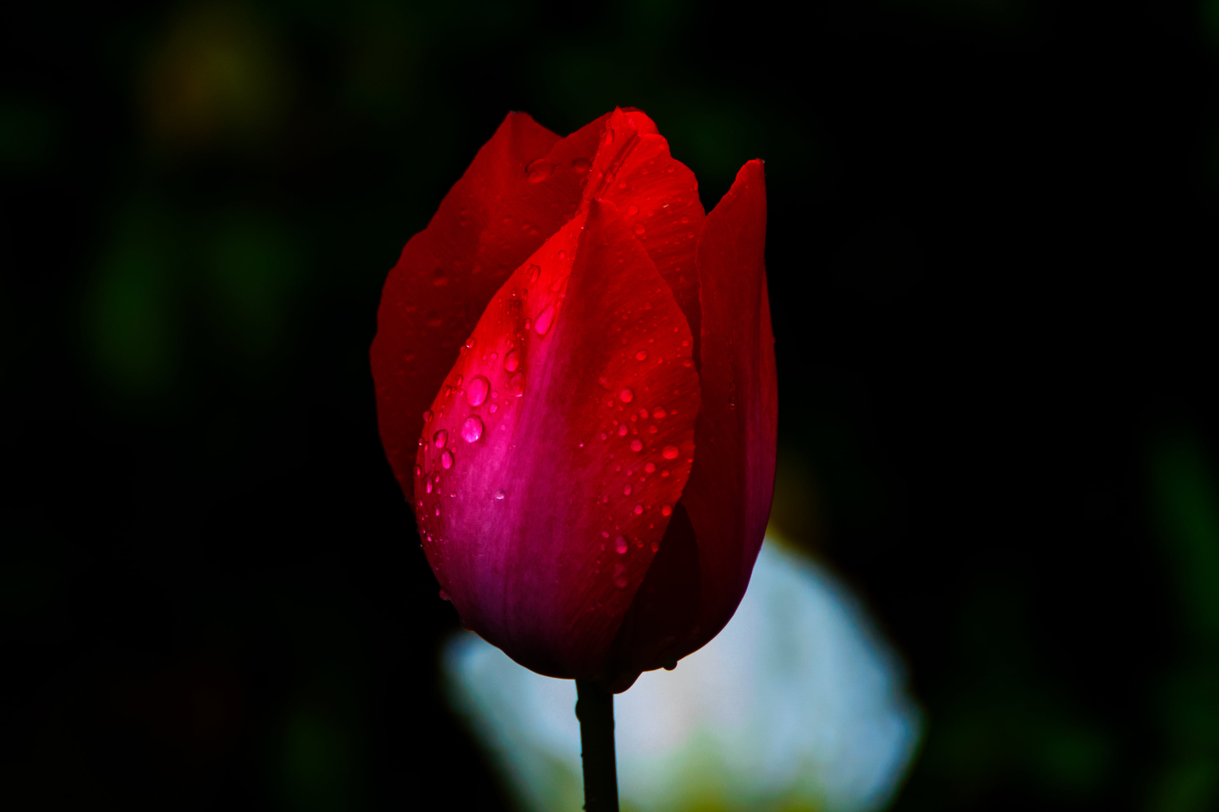 red petaled flower bud, tulip