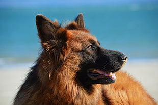 selective focus photography of adult brown German Shepherd
