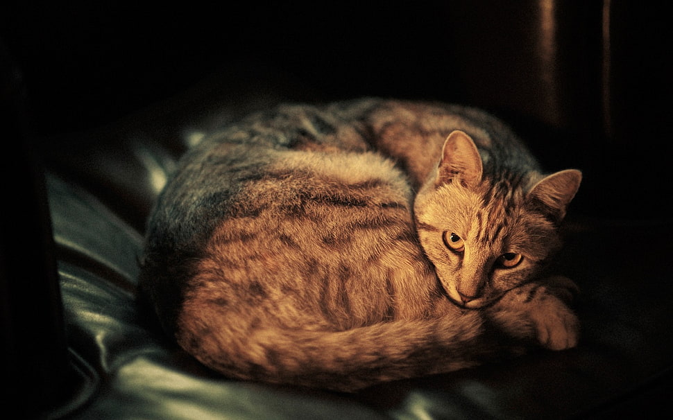 brown tabby cat HD wallpaper