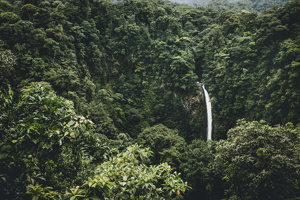 rainforest with waterfalls HD wallpaper