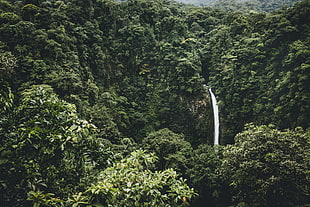 rainforest with waterfalls