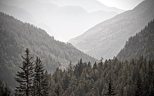 pine tree lot on mountains during daytime