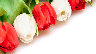 white and red tulip flowers HD wallpaper