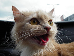 close up image of brown fur cat