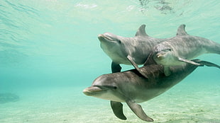 three dolphins in water