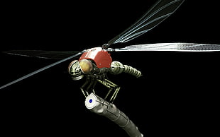 close-up photo of dragon fly